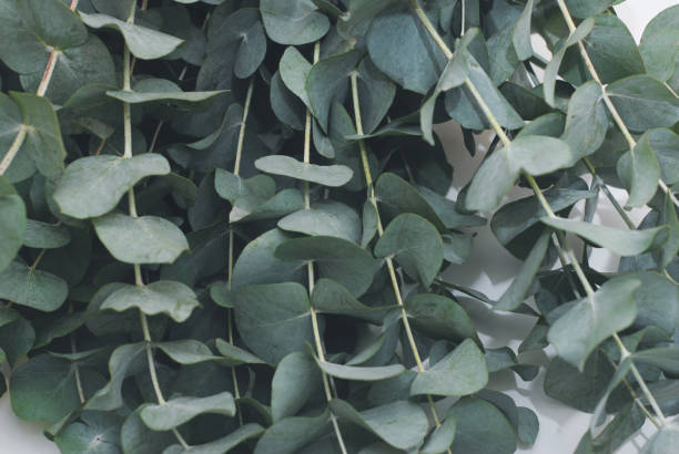 Eucalyptus Sheets vs. Cotton: Which is Better for Your Sleep and Skin?